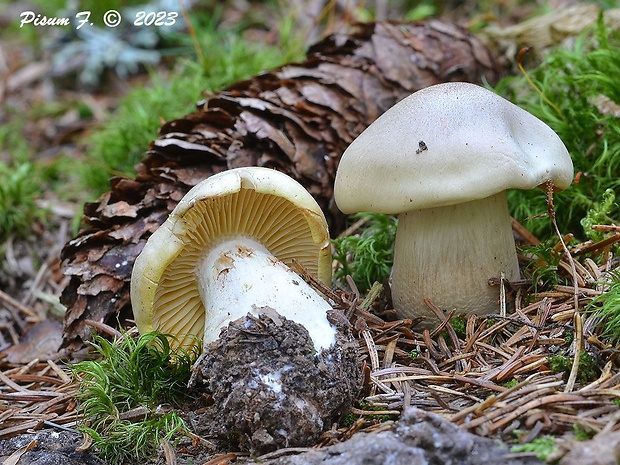 čírovka Tricholoma sp.