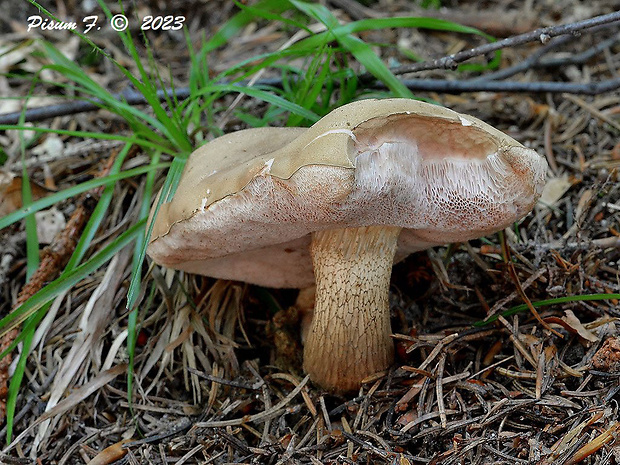 podhríb žlčový Tylopilus felleus (Bull.) P. Karst.