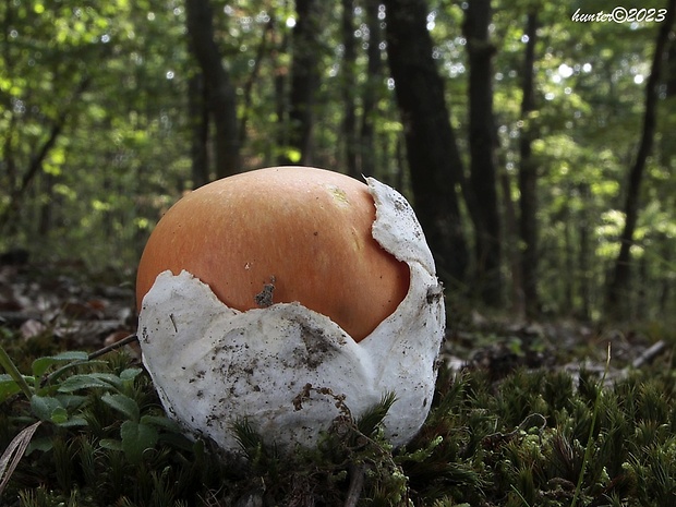 muchotrávka cisárska Amanita caesarea (Scop.) Pers.