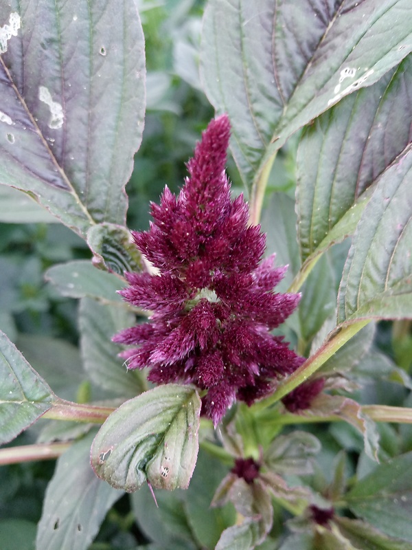 láskavec metlinatý Amaranthus cruentus L.