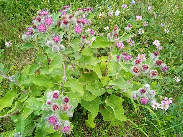 lopúch plstnatý Arctium tomentosum Mill.