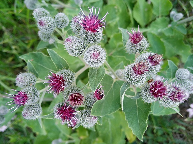 lopúch plstnatý Arctium tomentosum Mill.