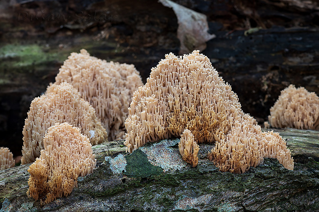 korunovec svietnikovitý Artomyces pyxidatus (Pers.) Jülich