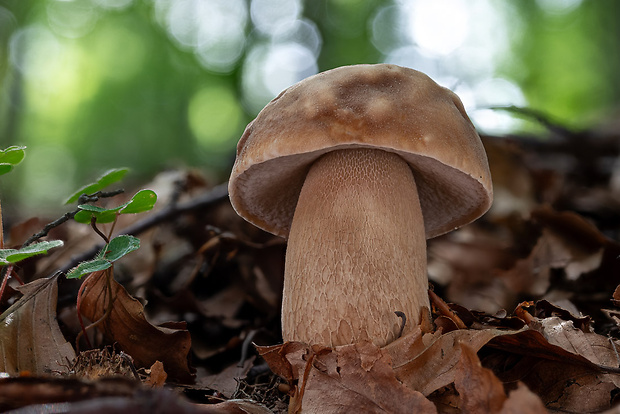 hríb dubový Boletus reticulatus Schaeff.