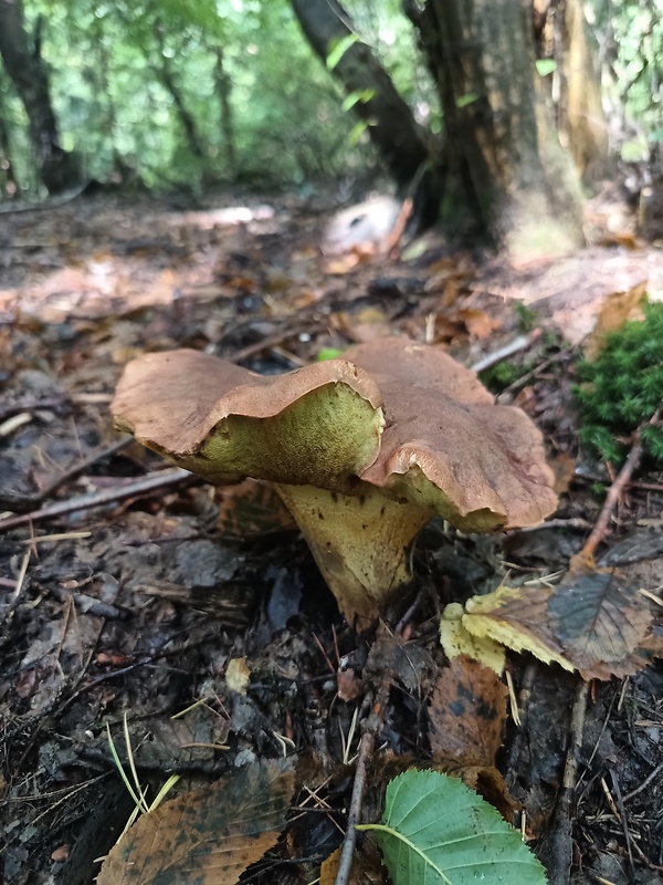 hríb príveskatý Butyriboletus appendiculatus (Schaeff. ex Fr.) Secr.