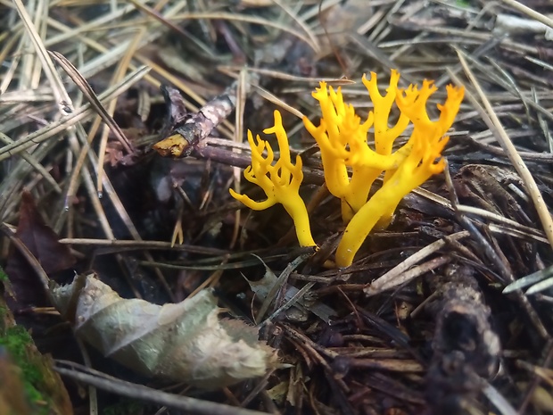 parôžkovec lepkavý Calocera viscosa (Pers.) Fr.