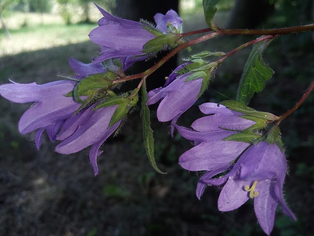 zvonček pŕhľavolistý Campanula trachelium L.