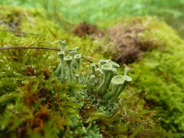 dutohlávka riasnatá Cladonia fimbriata (L.) Fr.