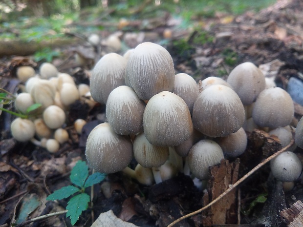 hnojník atramentový Coprinopsis atramentaria (Bull.) Redhead, Vilgalys & Moncalvo