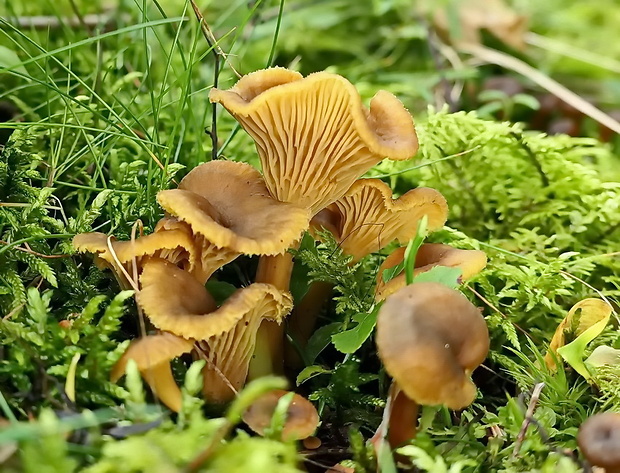 kuriatko lievikovité Craterellus tubaeformis (Fr.) Quél.