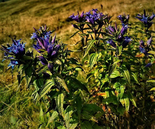 horec luskáčovitý Gentiana asclepiadea L.