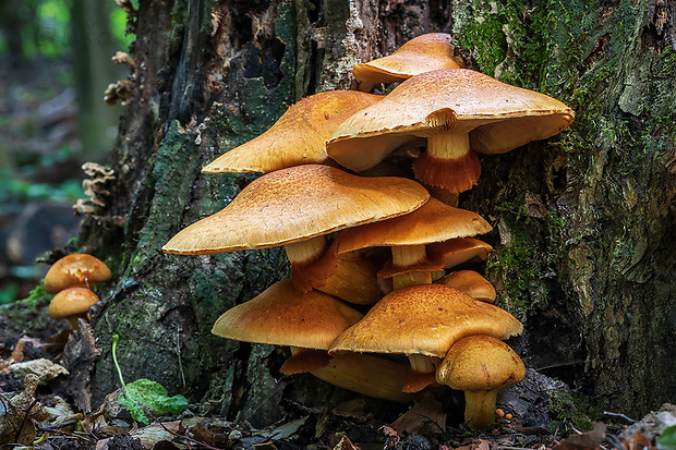 šupinovec nádherný Gymnopilus junonius (Fr.) P.D. Orton