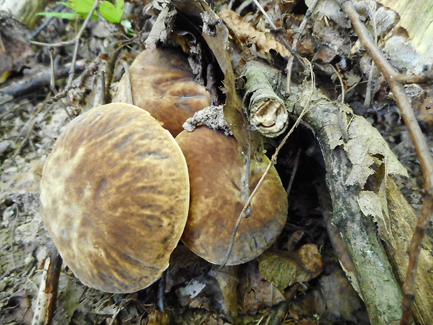 hríb jamkatý Hemileccinum depilatum (Redeuilh) Šutara