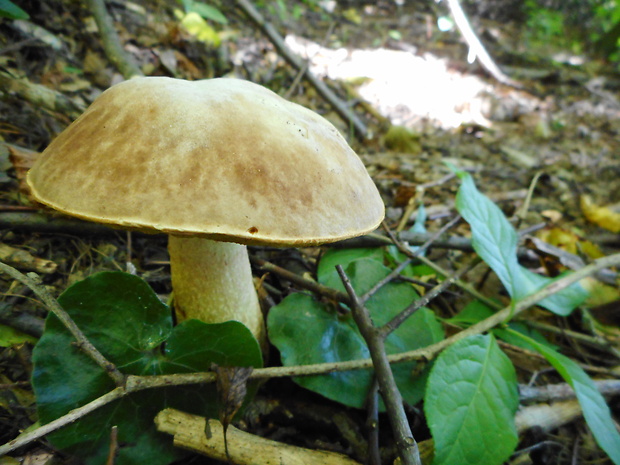 hríb jamkatý Hemileccinum depilatum (Redeuilh) Šutara