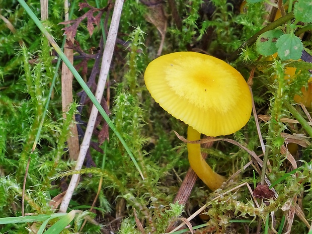 lúčnica vosková Hygrocybe ceracea (Wulfen) P. Kumm.