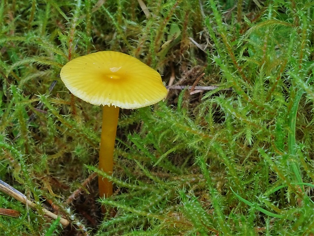 lúčnica hlienistá Hygrocybe glutinipes (J.E. Lange) R. Haller Aar.