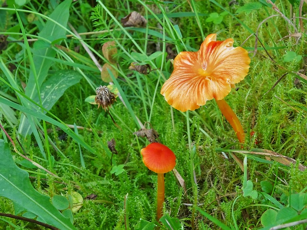 lúčnica bradavkatá Hygrocybe subpapillata Kühner