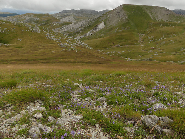 chrastavec Knautia - biotop