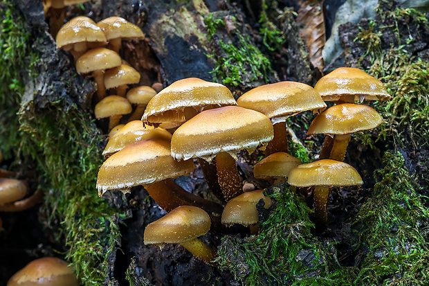 šupinačka menlivá Kuehneromyces mutabilis (Schaeff.) Singer & A.H. Sm.