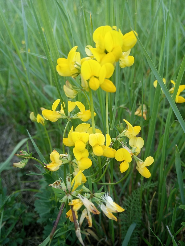 hrachor lúčny Lathyrus pratensis L.