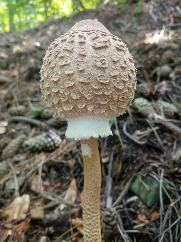 bedľa vysoká Macrolepiota procera (Scop.) Singer