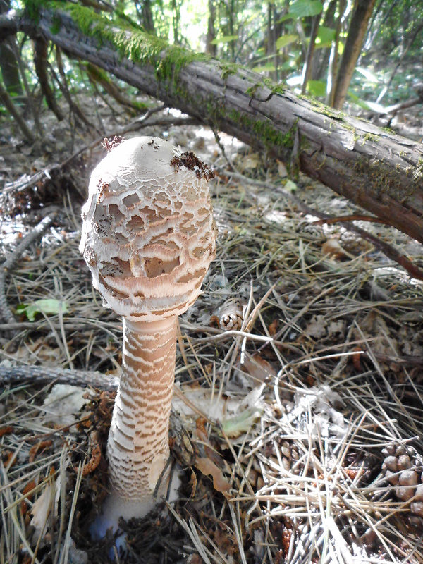 bedľa vysoká Macrolepiota procera (Scop.) Singer