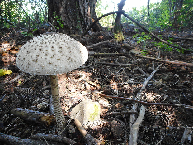 bedľa vysoká Macrolepiota procera (Scop.) Singer