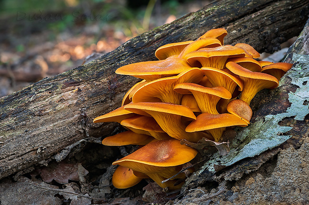 kališník hnedooranžový Omphalotus olearius (DC.) Singer