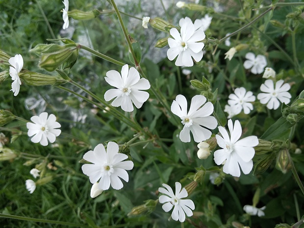 silenka obyčajná Silene vulgaris (Moench) Garcke