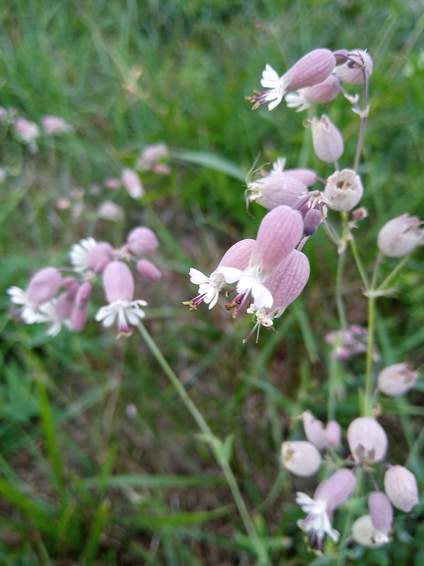 silenka obyčajná Silene vulgaris (Moench) Garcke