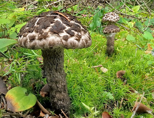 šiškovec šupinatý Strobilomyces strobilaceus (Scop.) Berk.