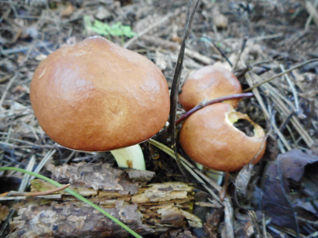 masliak obyčajný Suillus luteus (L.) Roussel