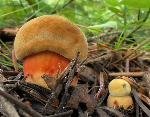 hríb zrnitohlúbikový Sutorius luridiformis (Rostk.) G. Wu & Zhu L. Yang