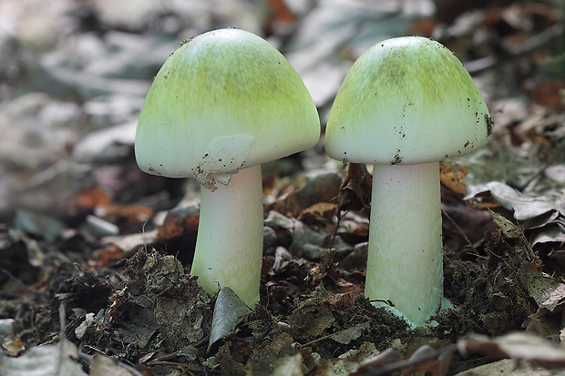 muchotrávka zelená Amanita phalloides (Vaill. ex Fr.) Link