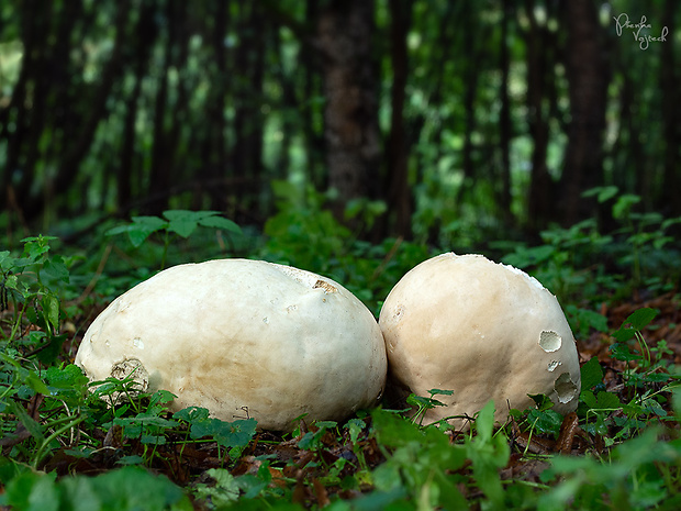 vatovec obrovský Calvatia gigantea (Batsch) Lloyd