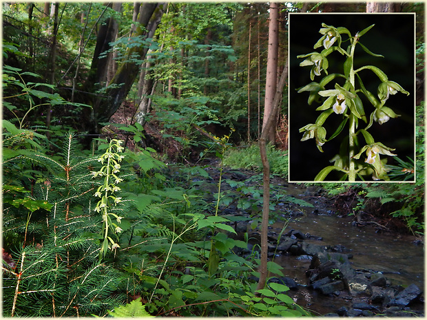 kruštík greuterov Epipactis greuteri H. Baumann et Künkele