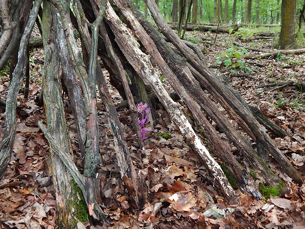 kruštík modrofialový Epipactis purpurata Sm.