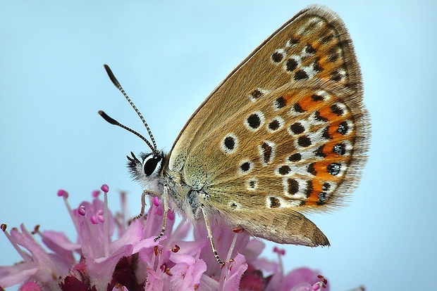 modráčik čiernoobrúbený (sk) / modrásek černolemý (cz) Plebejus argus (Linnaeus, 1758)