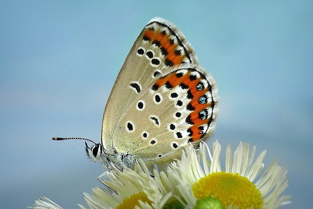 modráčik vresoviskový (sk) / modrásek podobný (cz) Plebejus argyrognomon (Bergsträsser, 1779)