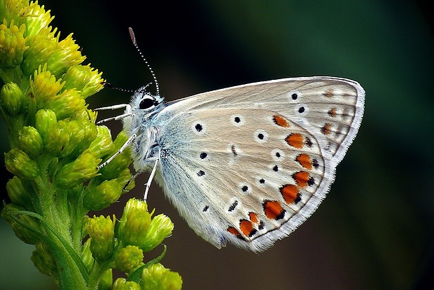 modráčik obyčajný (sk) / modrásek jehlicový (cz) Polyommatus icarus (Rottemburg, 1775)