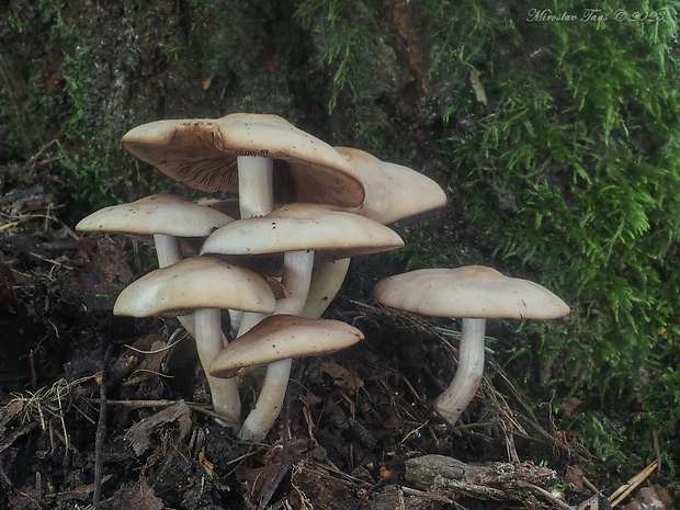 drobuľka Psathyrella sp.