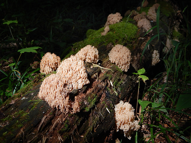 korunovec svietnikovitý Artomyces pyxidatus (Pers.) Jülich