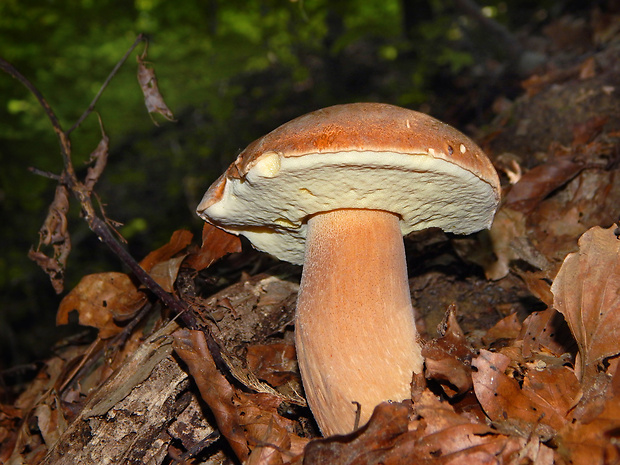 hríb dubový Boletus reticulatus Schaeff.