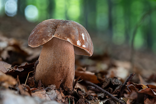 hríb dubový Boletus reticulatus Schaeff.