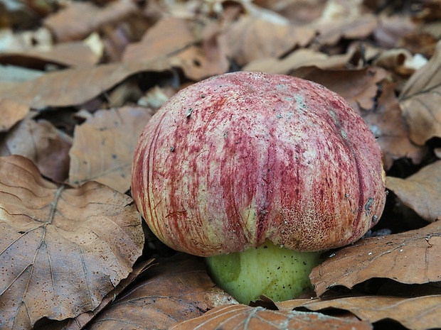 hríb kráľovský Butyriboletus regius (Krombh.) D. Arora & J.L. Frank