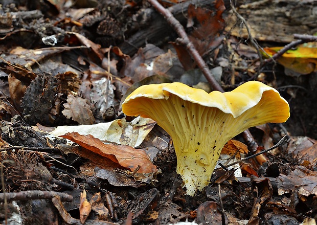 kuriatko bledé Cantharellus pallens Pilát