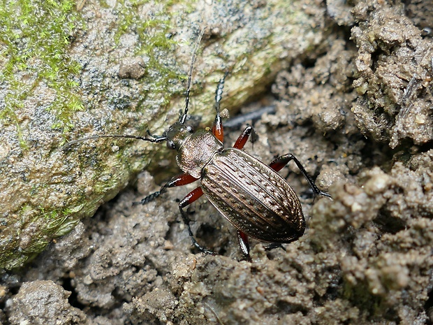 bystruška zrnitá Carabus granulatus Linnaeus, 1758