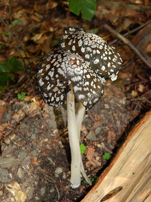 hnojník strakatý Coprinopsis picacea (Bull.) Redhead, Vilgalys & Moncalvo