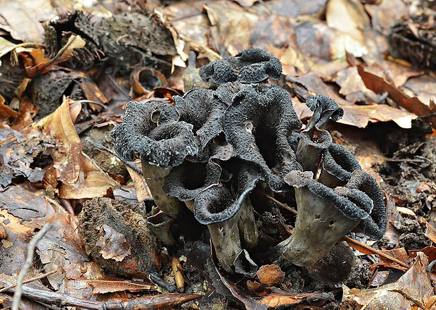 lievik trúbkovitý Craterellus cornucopioides (L.) Pers.