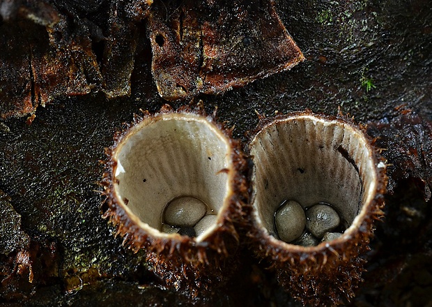 čiaškovec pásikavý Cyathus striatus (Huds.) Willd.